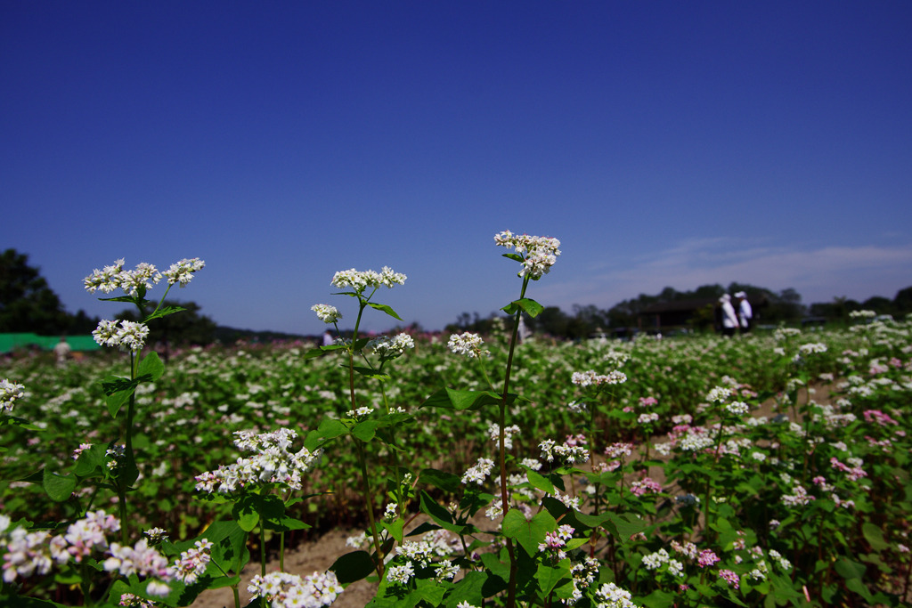 蕎麦の花