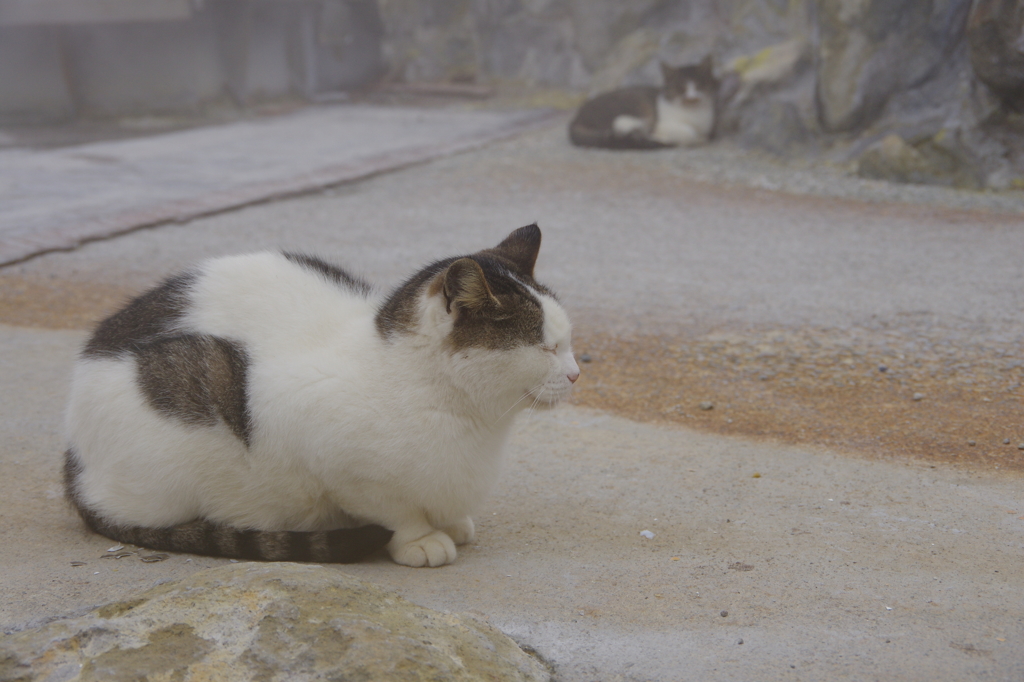 火山に生きる