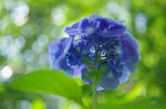 真夏のあじさい