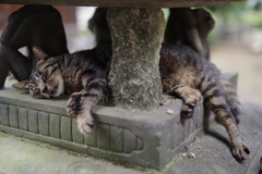 日陰でだらり