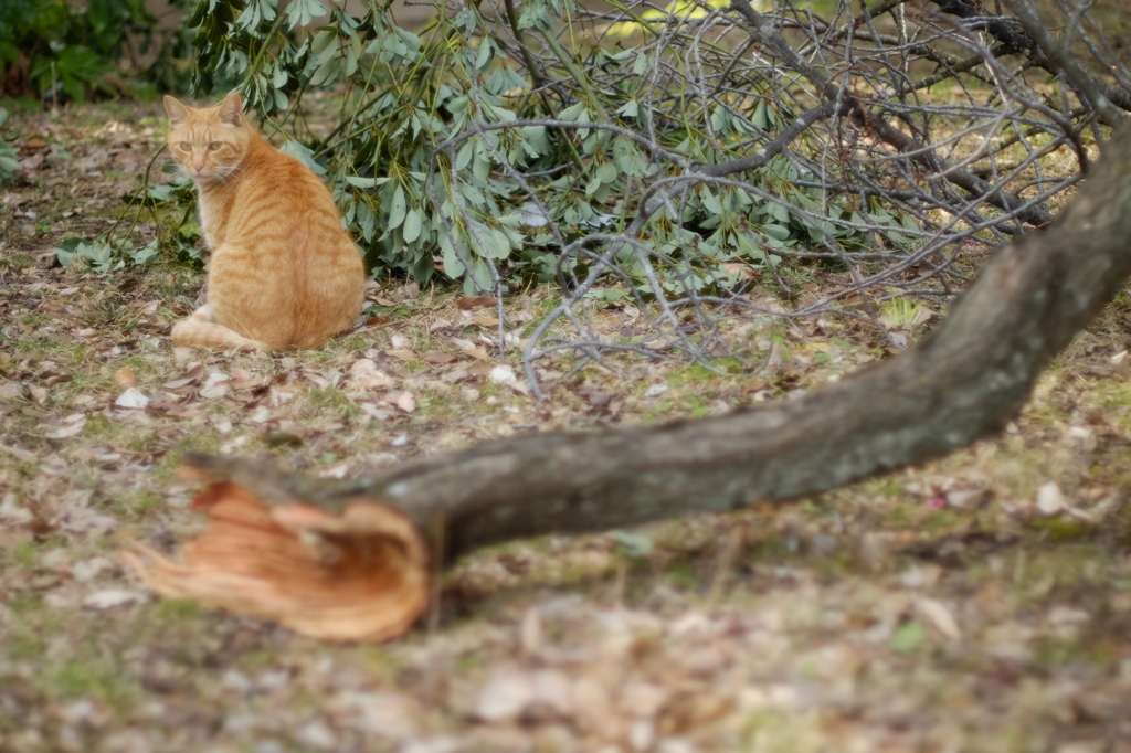 見返り美猫