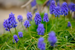 Muscari