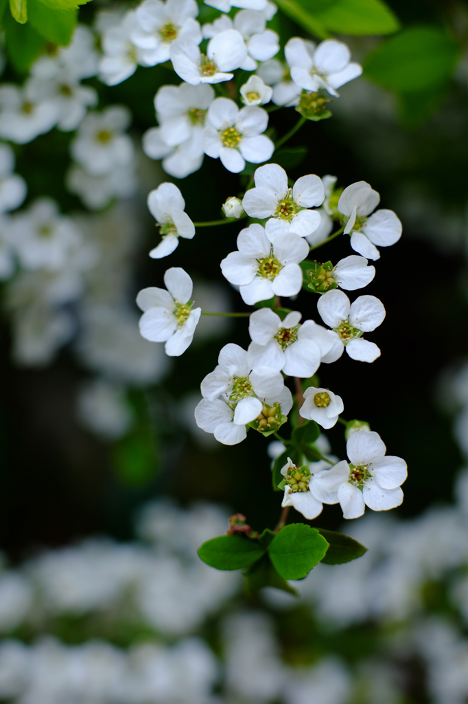 地の桜