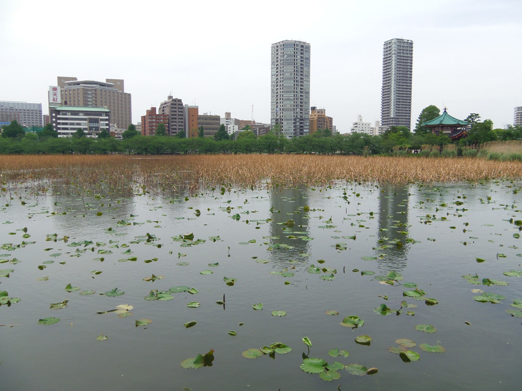 5月の不忍池