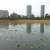 5月の不忍池
