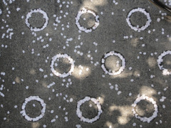 SAKURA CIRCLE SAKURA CIRCLE