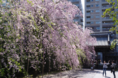 枝垂れて舞いて