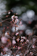 一月桜
