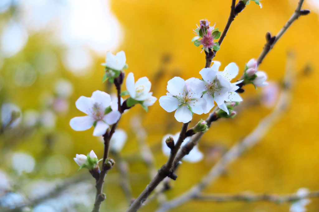 師走の桜