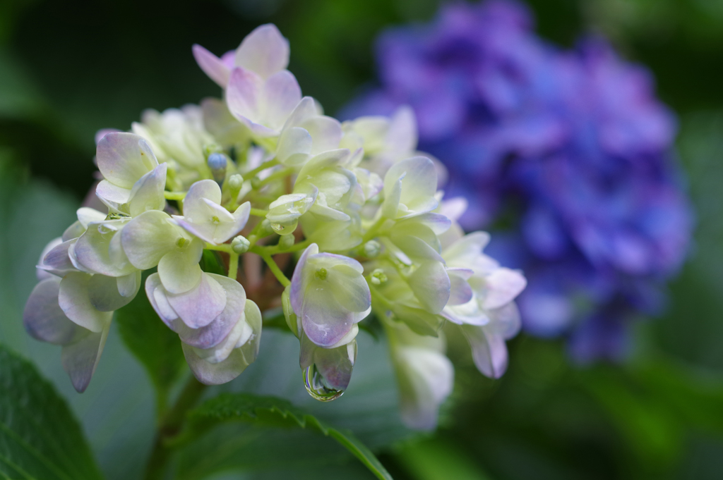 紫陽花終章