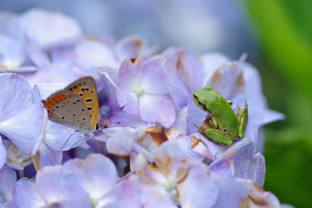 雨蛙と蜆蝶