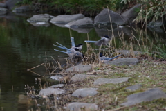 Drinking Bird