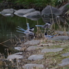 Drinking Bird