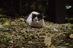 びっくりしたニャアもう