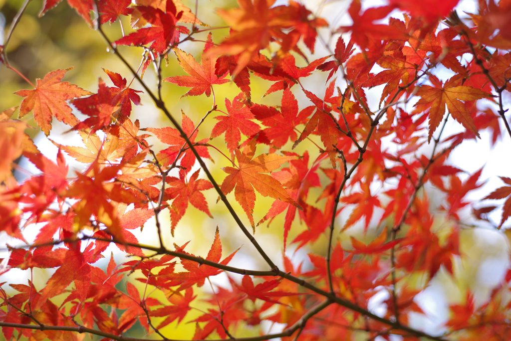 歳末の紅葉