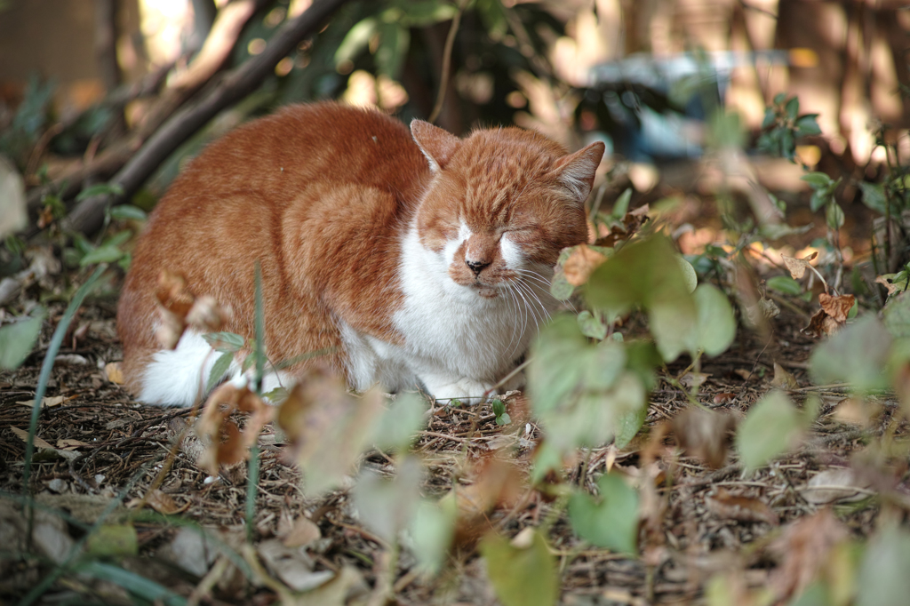 弓道場わきのネコ