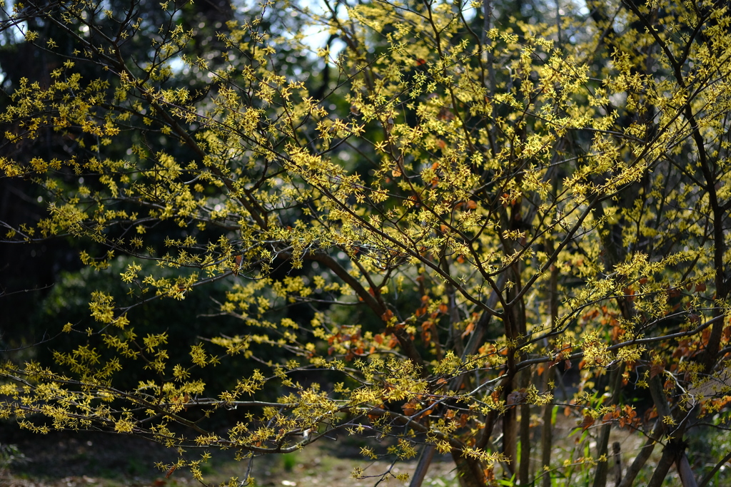 黄華絢爛