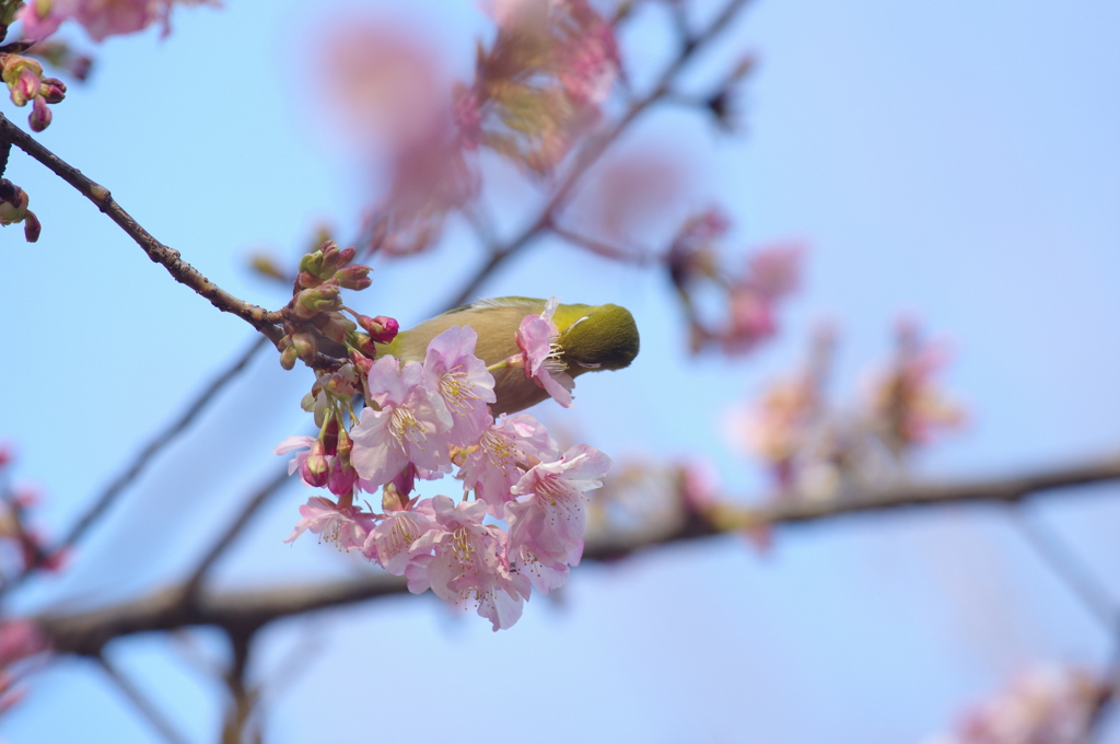 うまうま