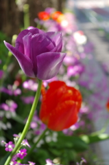 チューリップの季節