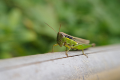 Grasshopper