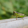 Grasshopper