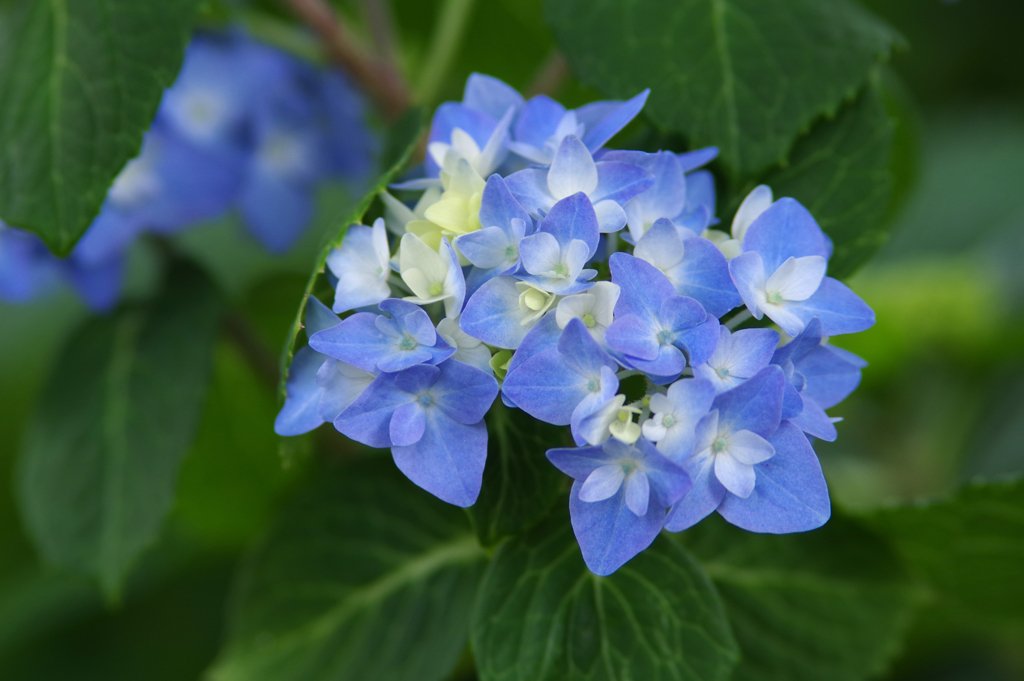 紫陽花～First of May（１）