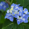 紫陽花～First of May（１）