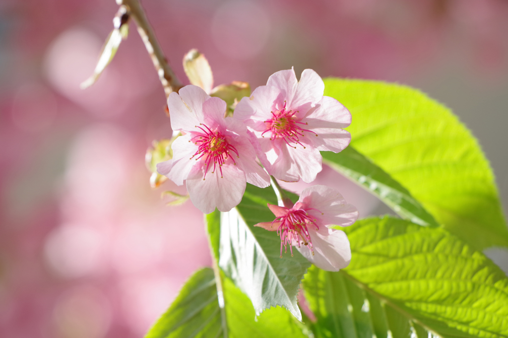 葉桜