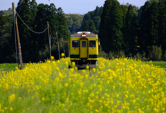 菜の花×いすみ鉄道