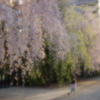 朧しだれ
