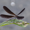 Black Wing(1)