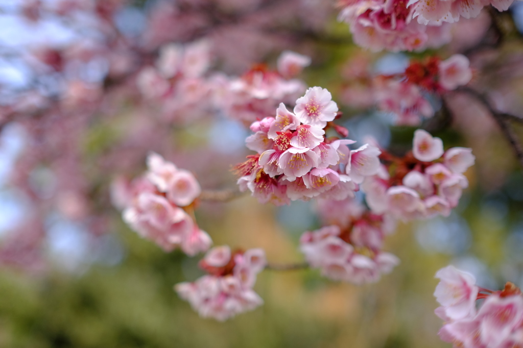 寒桜満開