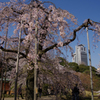 枝垂れ桜満開＠小石川後楽園