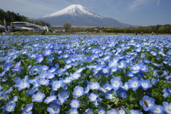 富士山とネモフィラ＠花の都公園