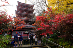 本土寺の紅葉