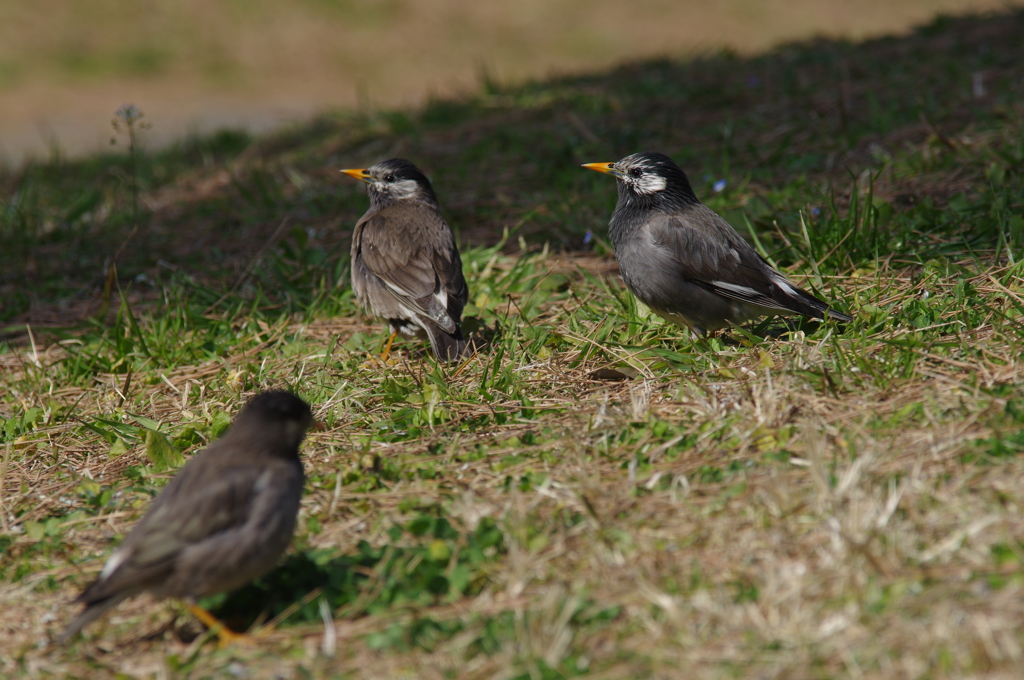 Gray Starling