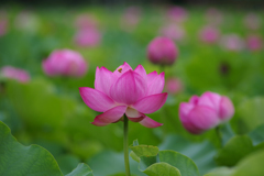 Big Flower