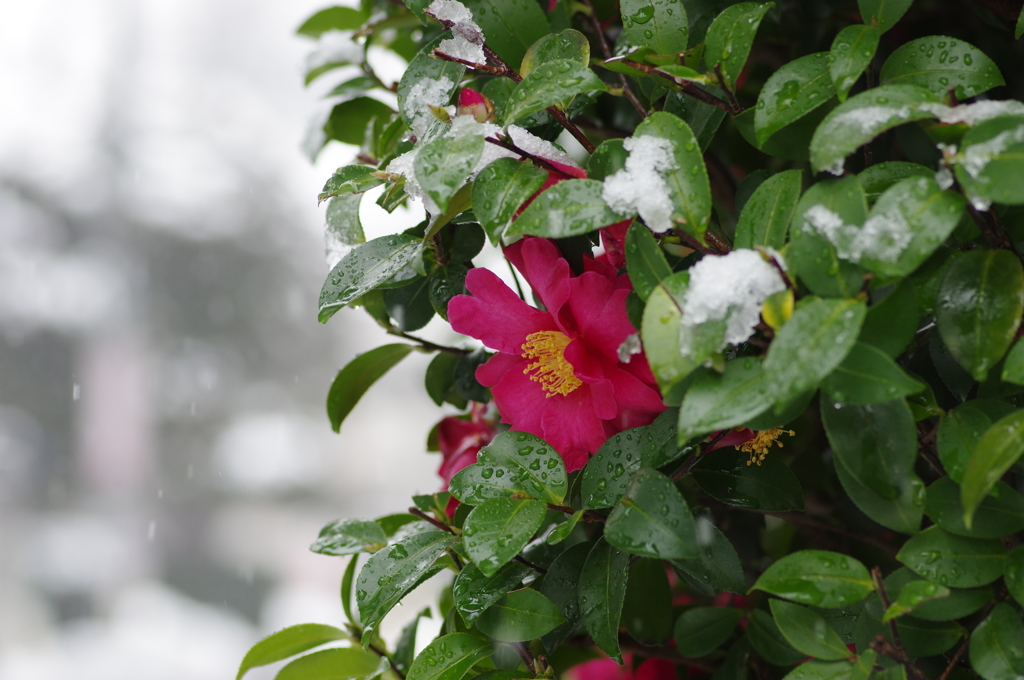 雪中に咲く