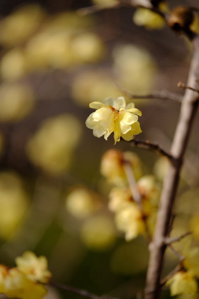 ソシンロウバイ