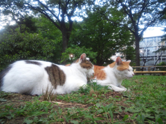 とらぶちコンビ