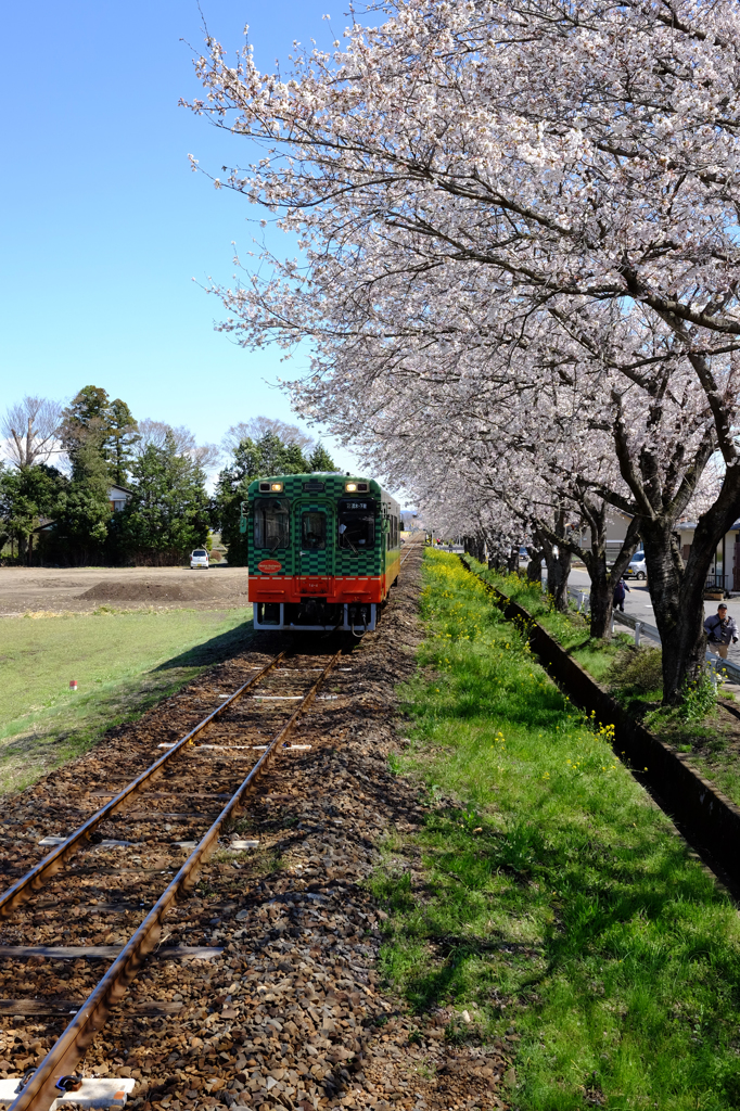 桜×真岡鐵道＠北真岡