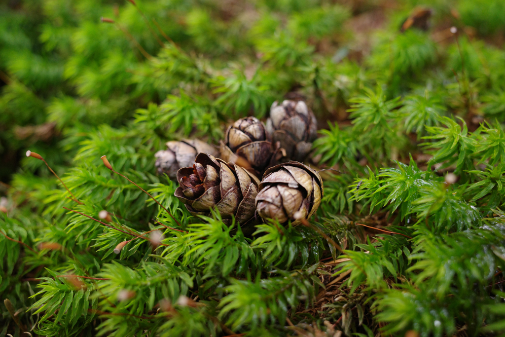 苔の森(1)