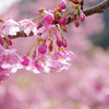 雨後の河津桜