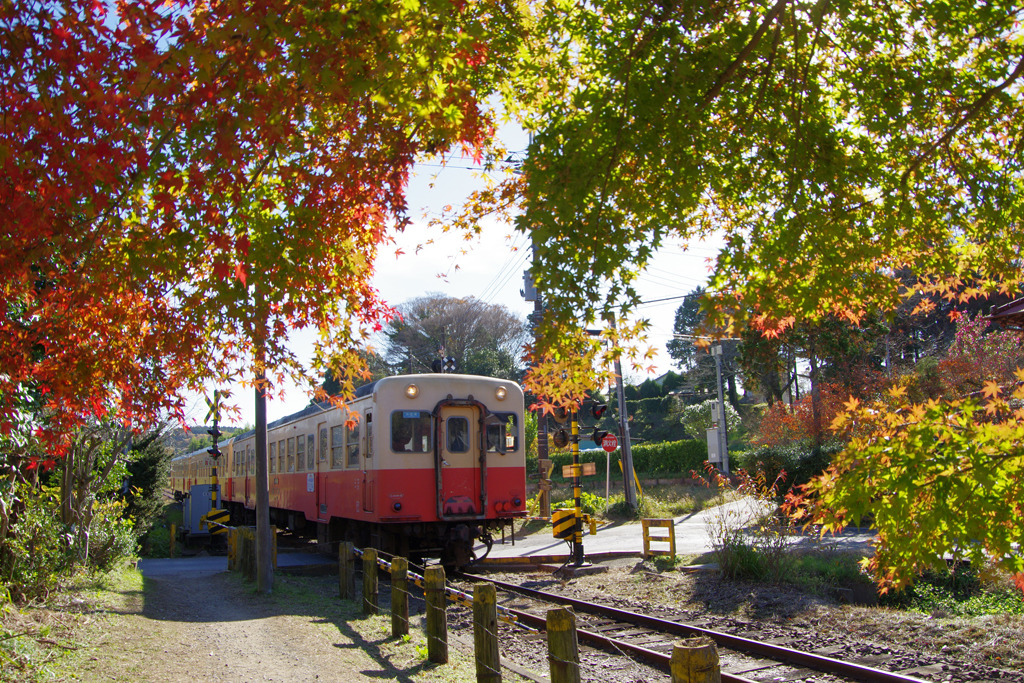 もみじと小湊鉄道