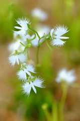 ふわり舞花