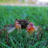 Red Claws