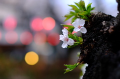 幹桜