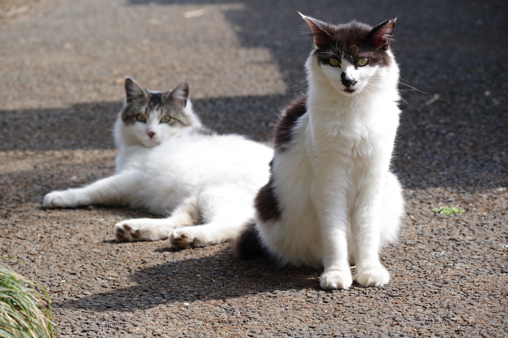 新定番レンズ