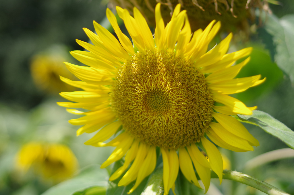 太陽の花