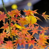 黄葉×紅葉
